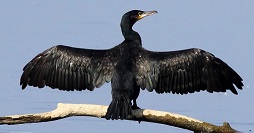 Cormorano